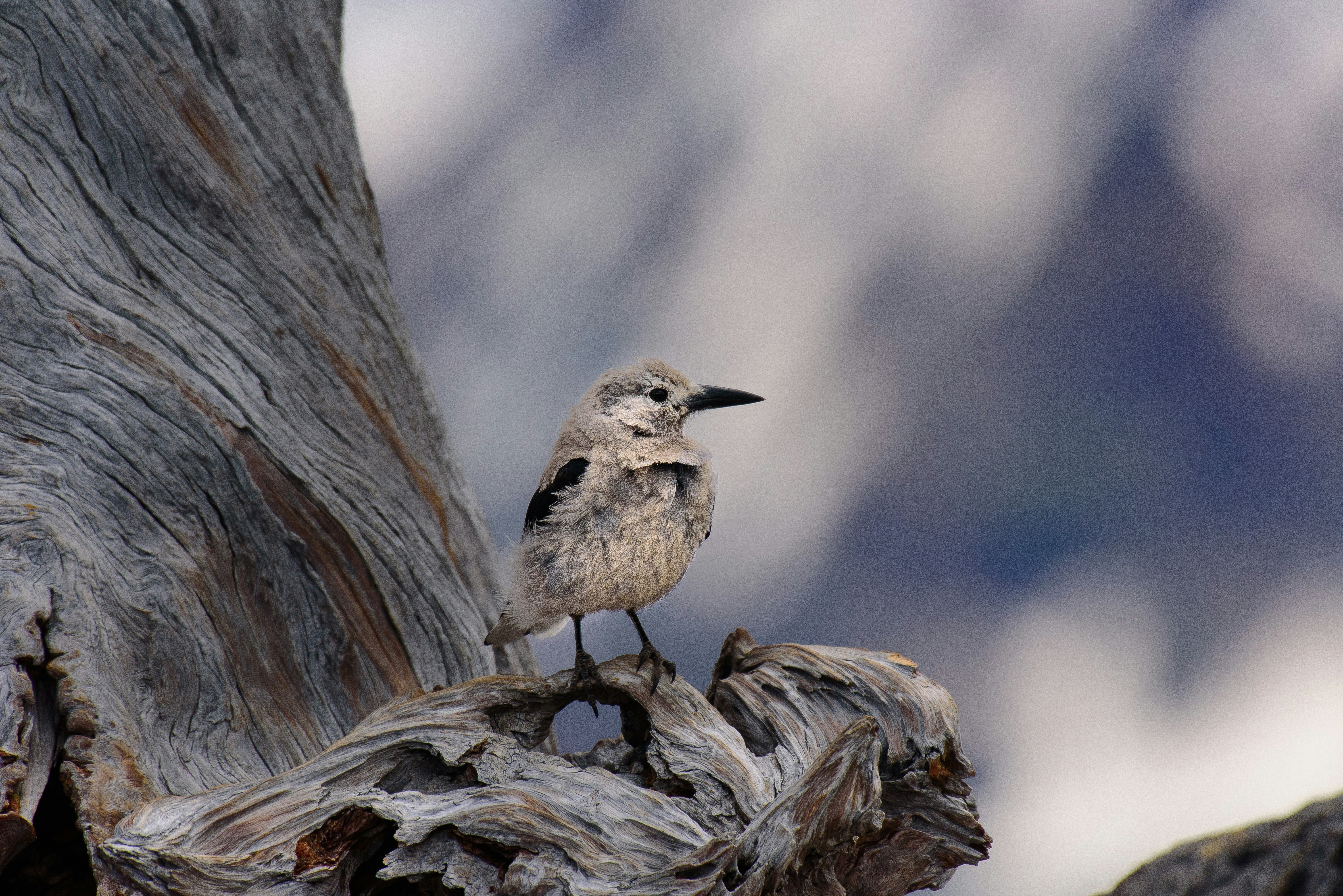 shallow focus of gray bird perch in tree branch